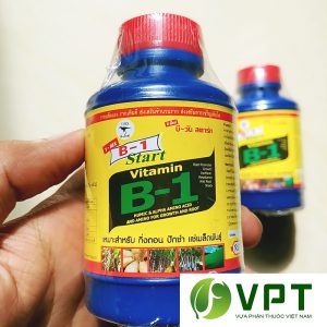 vitamin b1 xanh thai lan