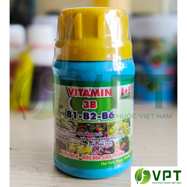 Vitamin 3B B1-b3-b6 chống sốc, kích thích sinh trưởng